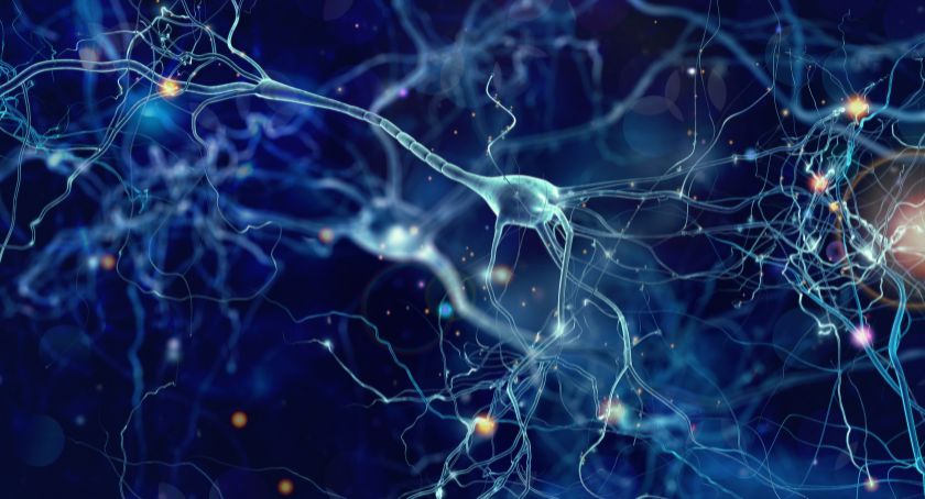 Nicotinamide, EGCG Combination May Promote Natural Brain Cleaning: In Vivo Study  